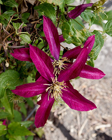 Clematis 'Niobe'