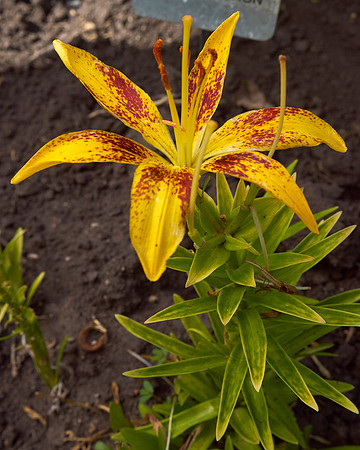 Lily 'Tiny Sensation'