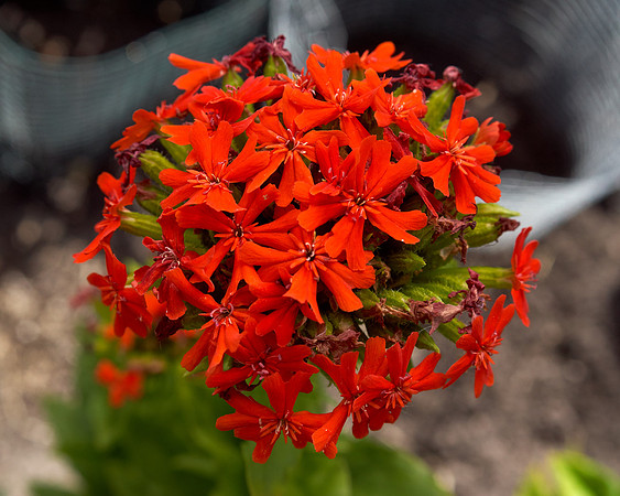 Maltese Cross, Red
