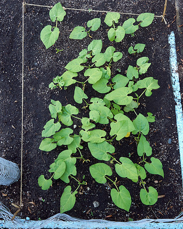Bean 'Blue Lake Garden'