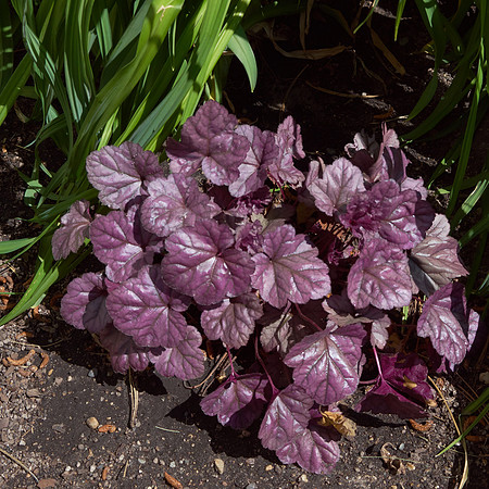 Heuchera 'Wildberry'