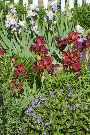 Iris 'Infrared'