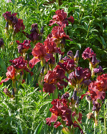 Iris 'Infrared'