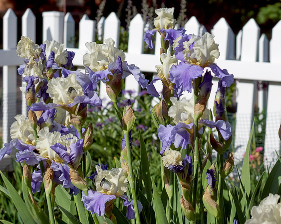 Iris 'Stairway to Heaven'