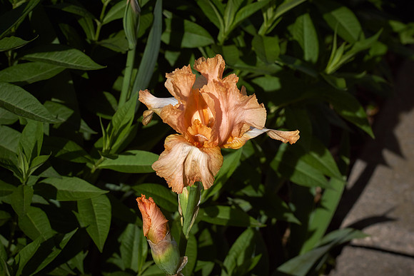 Iris 'Feminine Charm'