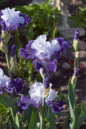 Iris 'World Premiere'