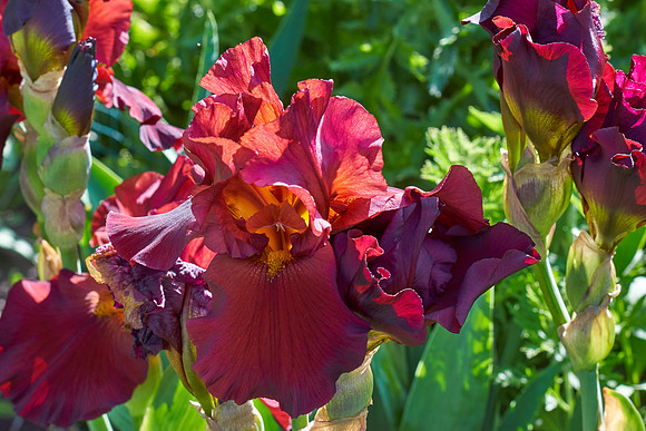 Iris 'Infrared'