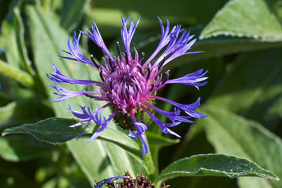 Cornflower, Blue Mountain 'Bluet Centaurea'