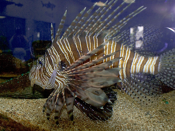 Lion Fish