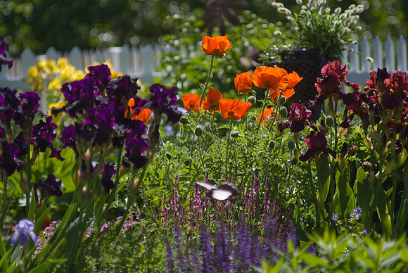Irises, Poppies, and Salvia