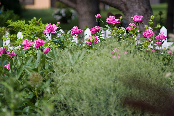 Peonies