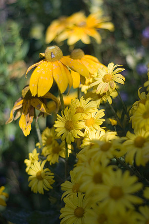Rudebeckia and yellow Muma