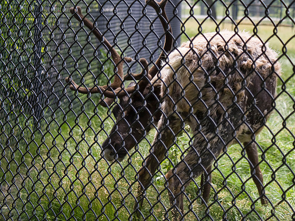Reindeer