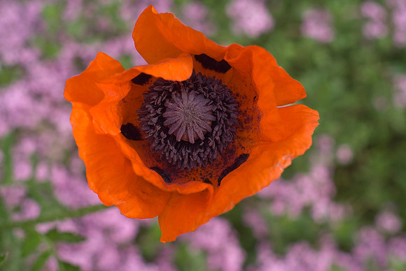 Red/Orange Poppies