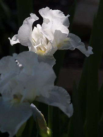 Immortality, German Iris