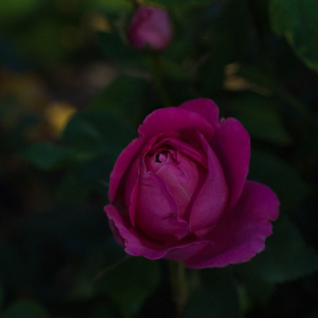 DSC07410