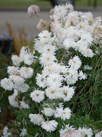 White Chrysanthemums