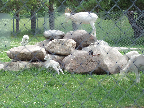 Mountain Goat
