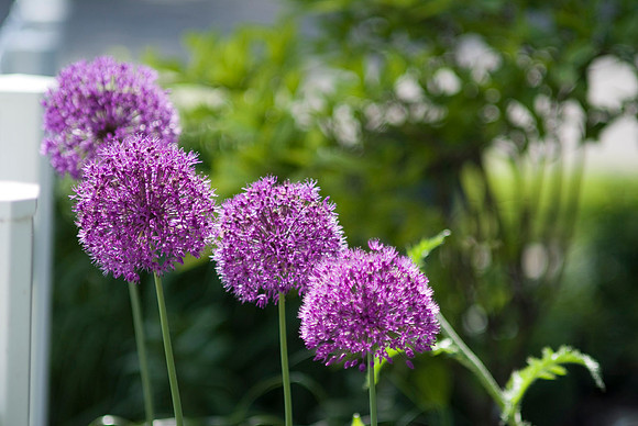 Allium