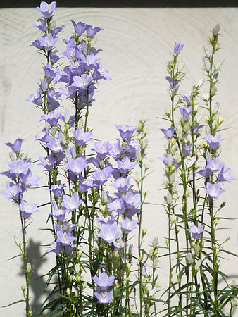 Companula Persicifolia, Peachleaf Bellflower