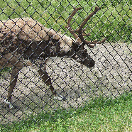 Reindeer