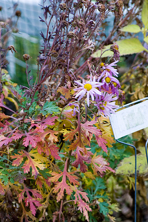 Aster Before The Fall