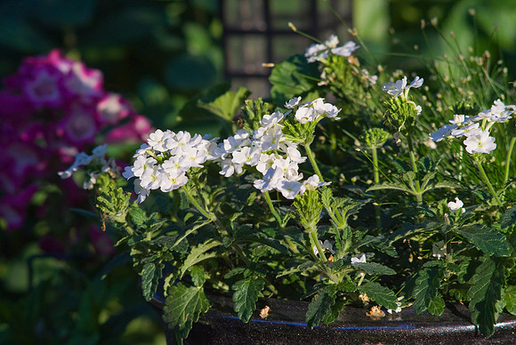 Geraniums