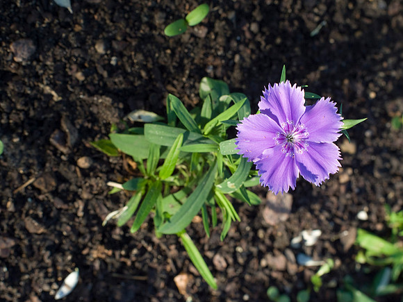 Dianthus, Diana Blueberry