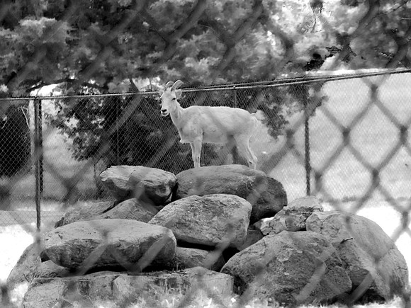 Mountain Goats