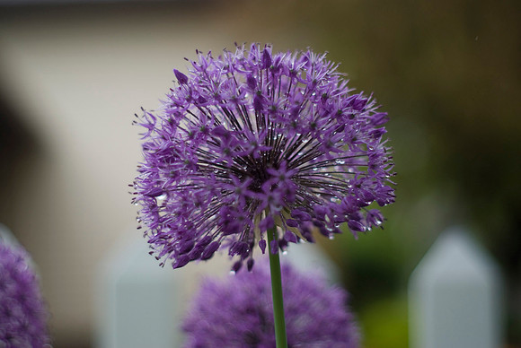 Allium