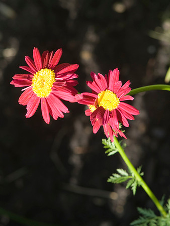 Painted Daisys