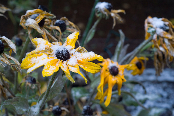 Rudbeckia