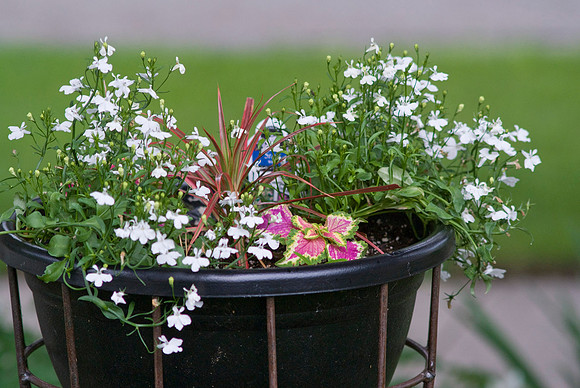 Flower Pot in White Garden