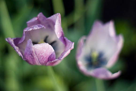 Lavender Tulips