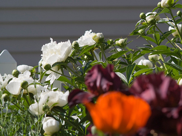 Oriental Poppies