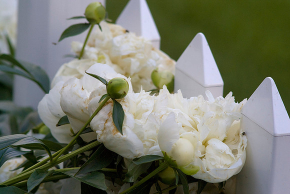 White Peonies