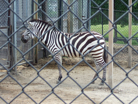 Zebra