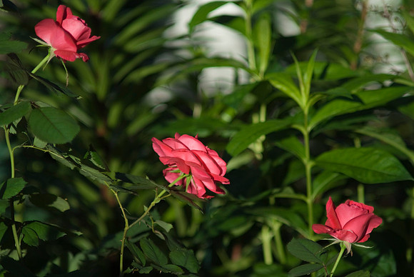 Winnipeg Park Roses