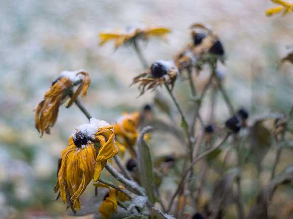 Rudbeckia
