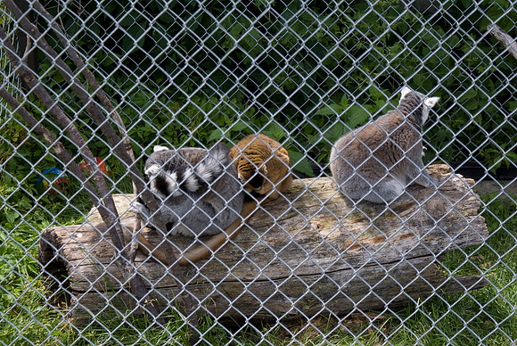 Lemurs