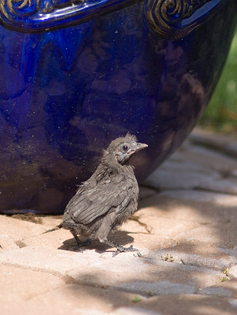 Baby Bird