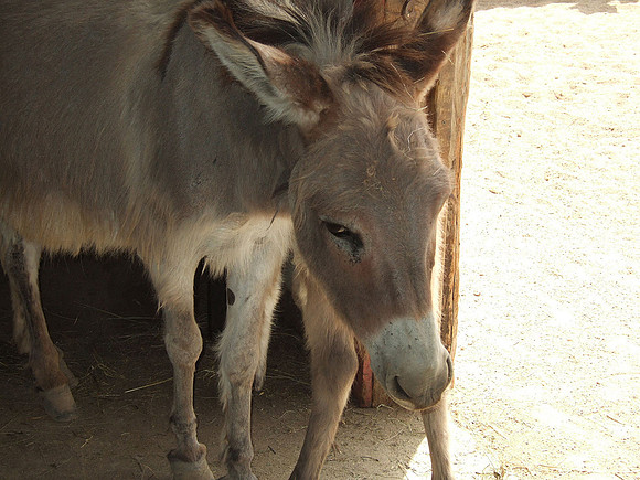 Donkeys