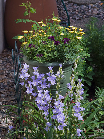 Peachleaf Bellflower, Osteospermum, Lemon Symphony