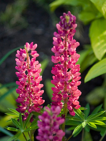 Red Lupins