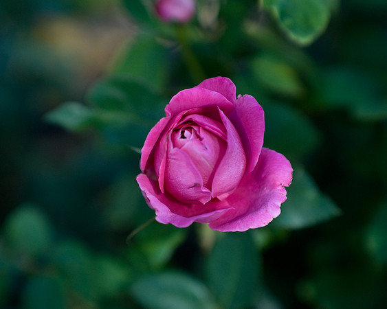 DSC07411