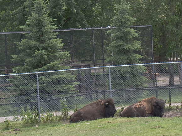Bison