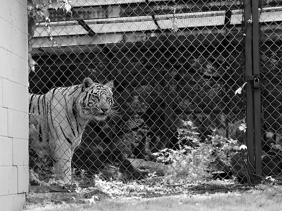 White Bengal Tiger