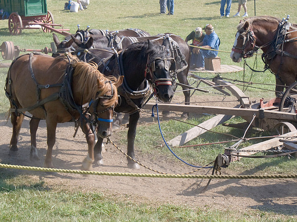 Horse Teams