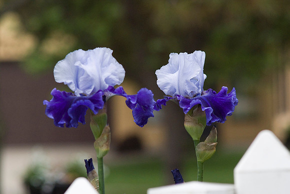 Blue/White Irises