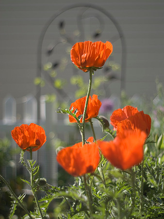Oriental Poppies